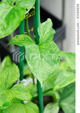 Syngonium podophyllum, Arrowhead Vine or Goosefoot Plant or Araceae or bicolor syngonium Syngonium podophyllum, Arrowhead Vine or Goosefoot Plant or Araceae or bicolor syngonium 93569856