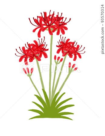 Cluster amaryllis 93570314