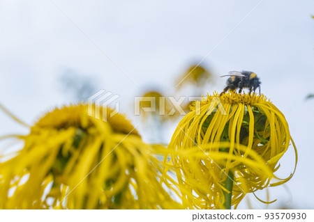 Bee collecting nectar from a beautiful flower 93570930