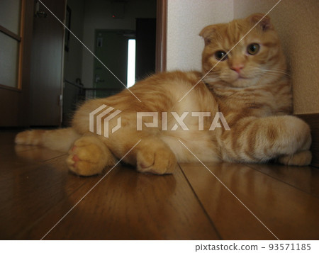 cat leaning against wall 93571185