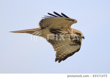 禿鷹飛過湖岸覓食 93571475