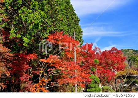箱根長安寺秋葉 箱根長安寺秋葉 93571550