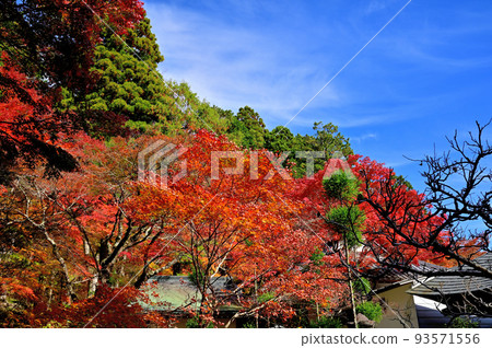 Autumn leaves of Hakone Chang'an Temple 93571556