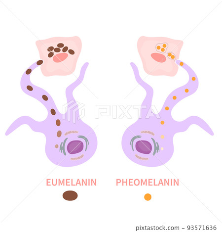 Melanin biology and skin tone pigmentation diagram Melanin biology and skin tone pigmentation diagram 93571636