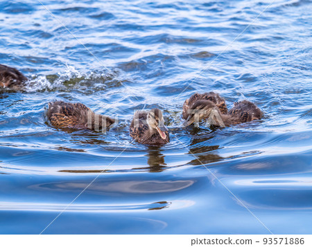 Cute little duckling swimming alone in a lake or river with calm water 93571886