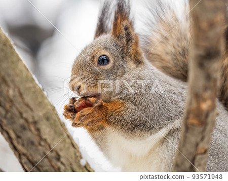 The squirrel with nut sits on tree in the winter or late autumn 93571948