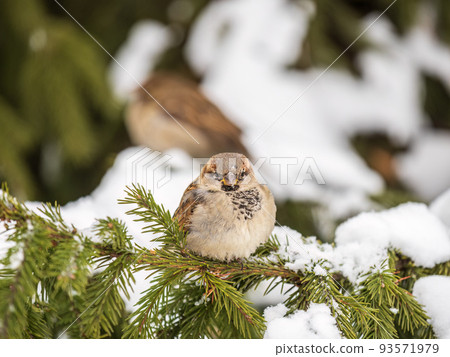 Sparrow sits on a fir branch with snow in winter Sparrow sits on a fir branch with snow in winter 93571979