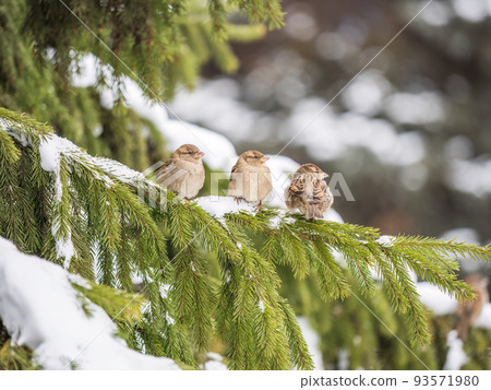 Three Sparrows sits on a fir branch with snow or winter Three Sparrows sits on a fir branch with snow or winter 93571980