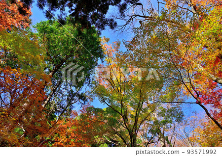 Autumn leaves of Hakone Chang'an Temple 93571992