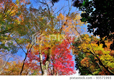 Autumn leaves of Hakone Chang'an Temple Autumn leaves of Hakone Chang'an Temple 93571993