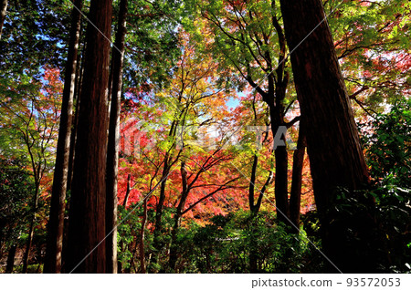 Autumn leaves of Hakone Chang'an Temple 93572053
