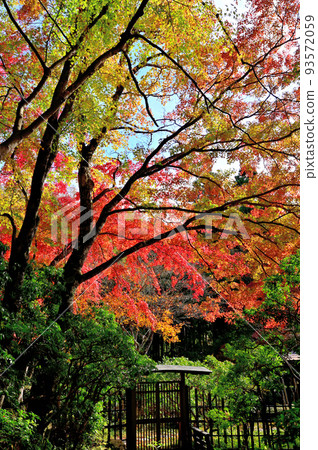 Autumn leaves of Hakone Chang'an Temple 93572059