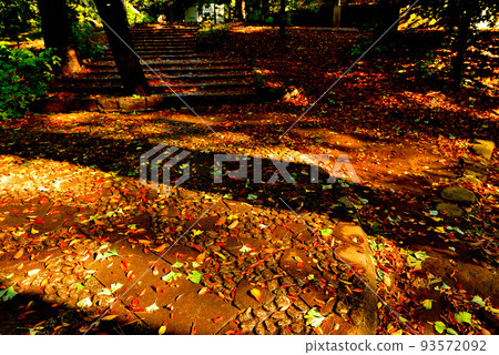 Yoyogi Hachimangu shrine precinct late autumn scenery Yoyogi Hachimangu shrine precinct late autumn scenery 93572092