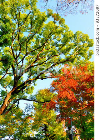 代代木八幡宮轄區深秋景色 代代木八幡宮轄區深秋景色 93572097