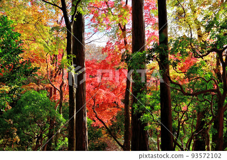 Autumn leaves of Hakone Chang'an Temple Autumn leaves of Hakone Chang'an Temple 93572102