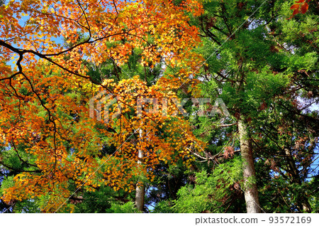 Autumn leaves of Hakone Chang'an Temple 93572169