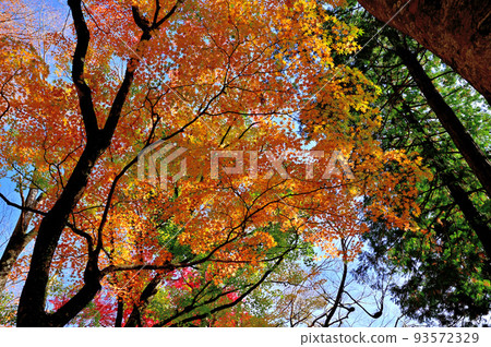 Autumn leaves of Hakone Chang'an Temple Autumn leaves of Hakone Chang'an Temple 93572329