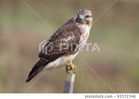 Buzzard waiting for an opportunity to take off on a perch 93572346