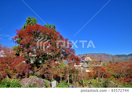 Hakone Gora Park autumn leaves 93572744
