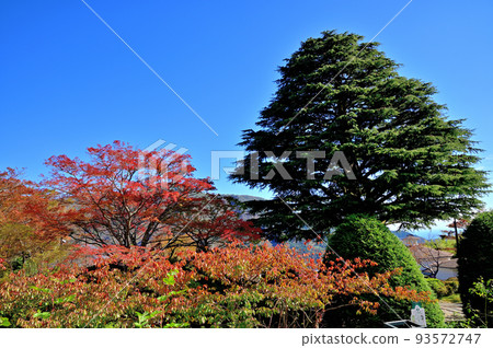 箱根強羅公園紅葉 93572747