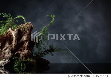 Juniper branches and old snag on a dark background. 93573361