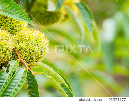 Landscape of midsummer farms, growing green burs Landscape of midsummer farms, growing green burs 93573377