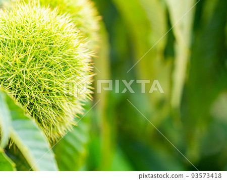 仲夏農場景觀，種植綠色刺 93573418