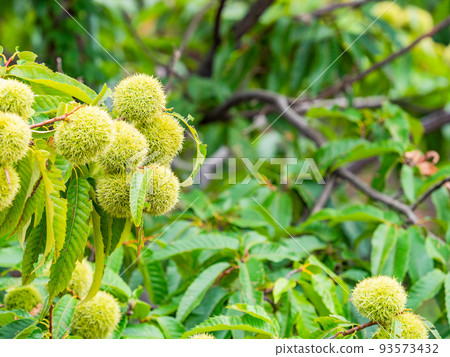 Landscape of midsummer farms, growing green burs 93573432