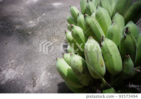 cluster of bananas, Pisang Awak banana, Sugar Banana, monkey banana cluster of bananas, Pisang Awak banana, Sugar Banana, monkey banana 93573494