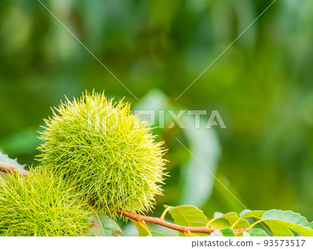 Landscape of midsummer farms, growing green burs 93573517