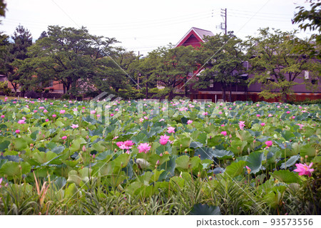 [新潟縣上越市]高田城址公園的蓮花 93573556