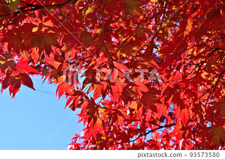 Hakone Museum Autumn Leaves 93573580