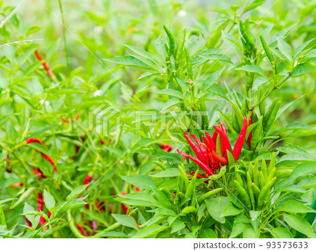 仲夏農場風光 色彩鮮豔的辣椒 93573633