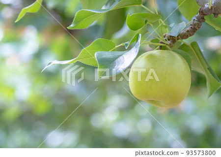 Nijisseiki Pear (Yurihama Town, Tottori Prefecture) 93573800