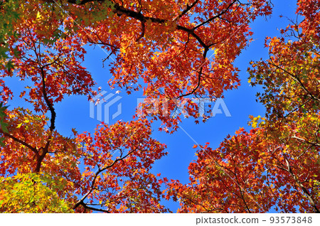 Hakone Museum Autumn Leaves 93573848