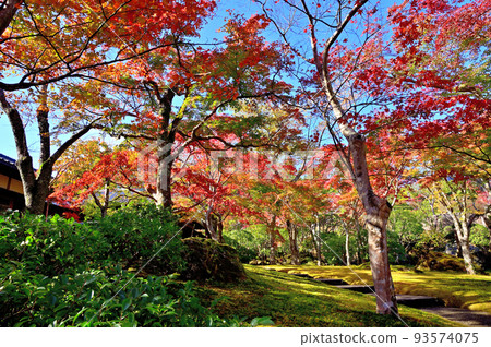 Hakone Museum Autumn Leaves 93574075
