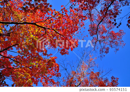 Hakone Museum Autumn Leaves 93574151