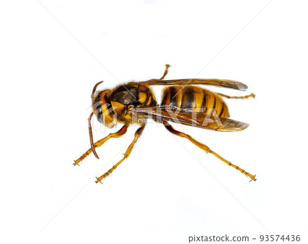 Yellow hornet on white background Yellow hornet on white background 93574436