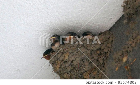 Hungry sparrow chicks waiting for their parent birds early in the morning Hungry sparrow chicks waiting for their parent birds early in the morning 93574802
