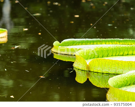 Pleasant scenery in the middle of summer Large leaves of thornbus floating in the pond Pleasant scenery in the middle of summer Large leaves of thornbus floating in the pond 93575004