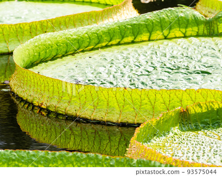 Pleasant midsummer scenery Large leaves and dragonflies floating on the pond Pleasant midsummer scenery Large leaves and dragonflies floating on the pond 93575044