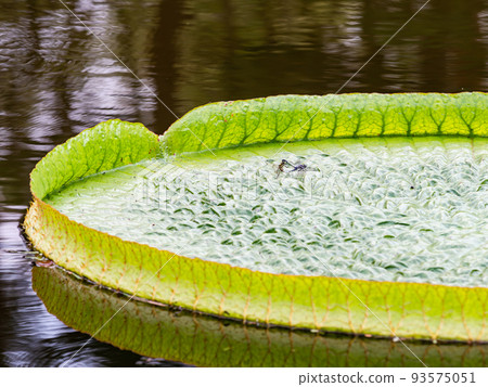 Pleasant midsummer scenery Large leaves and dragonflies floating on the pond Pleasant midsummer scenery Large leaves and dragonflies floating on the pond 93575051