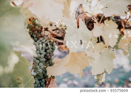 Ripe grape bunch among grapevine leaves at vineyard in warm sunset sunlight. Beautiful clusters of ripening grapes. Winemaking and organic fruit gardening. Close up. Selective focus. Ripe grape bunch among grapevine leaves at vineyard in warm sunset sunlight. Beautiful clusters of ripening grapes. Winemaking and organic fruit gardening. Close up. Selective focus. 93575609