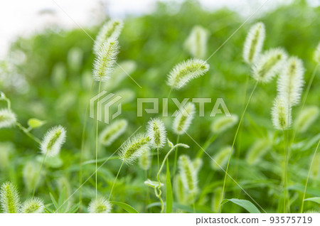 The puppy's grass is glistening in the sunlight and swaying in the wind. The puppy's grass is glistening in the sunlight and swaying in the wind. 93575719