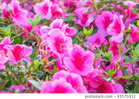 [Material] Okinawa azalea flower 93575912