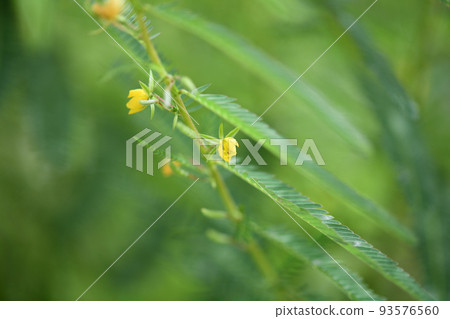 藥草花、河原月明 藥草花、河原月明 93576560