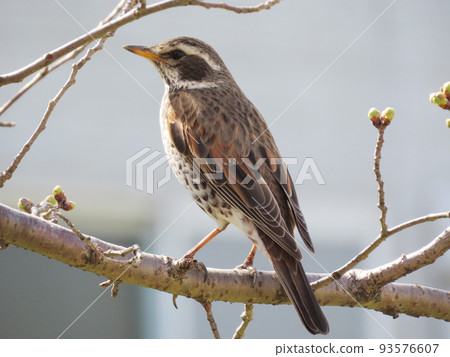 Thrush Thrush 93576607