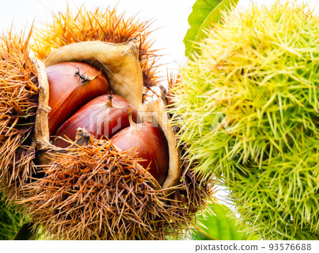 The midsummer farm scenery The burrs that have started popping a little early The midsummer farm scenery The burrs that have started popping a little early 93576688