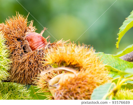 The midsummer farm scenery The burrs that have started popping a little early The midsummer farm scenery The burrs that have started popping a little early 93576689
