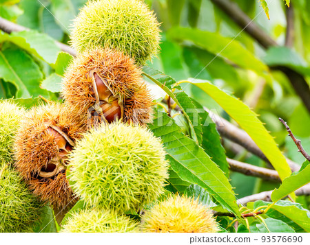 The midsummer farm scenery The burrs that have started popping a little early The midsummer farm scenery The burrs that have started popping a little early 93576690
